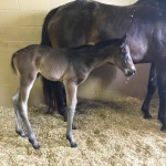HUCK - Out of Luke Of Invy (Owned by Lauren Calhoun)